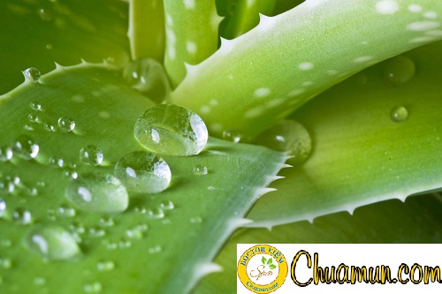 Tất tần tật công thức chữa trứng cá với lô hội Tất tần tật công thức chữa trứng cá với lô hội